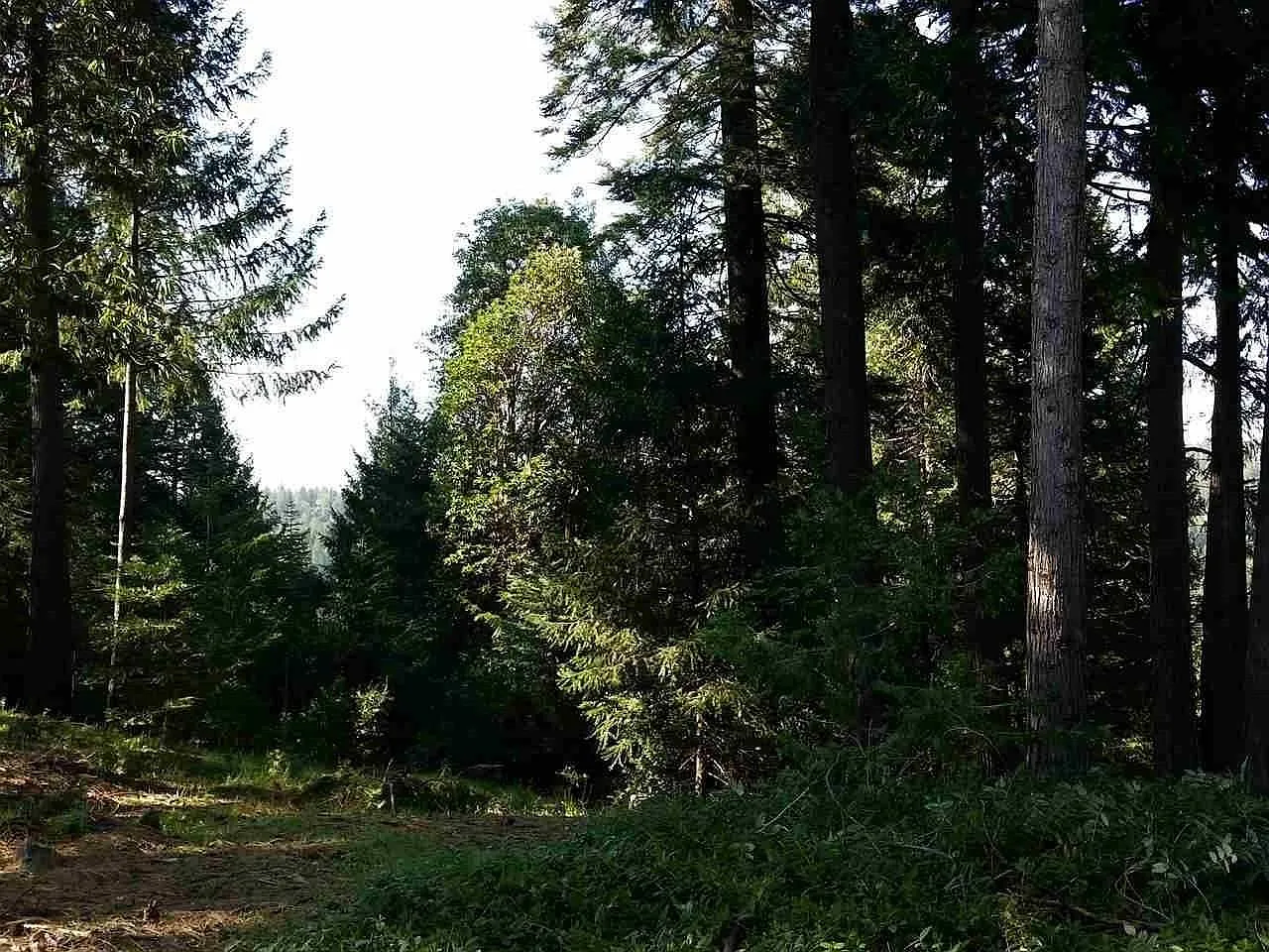 16496 Meadow Vista Dr photo 1