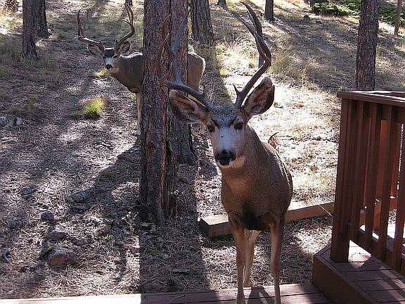 One of the many visitors