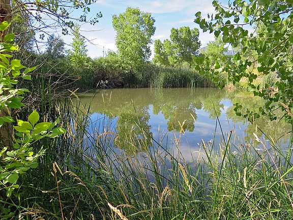 Pond Outside Of Condo