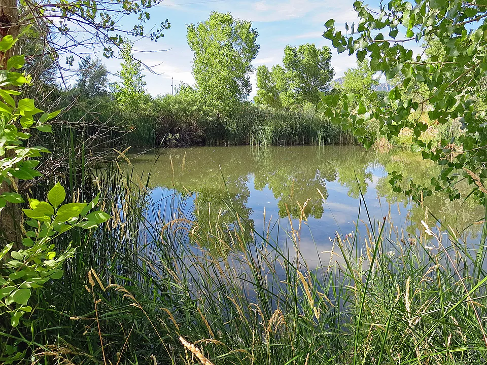 Pond Outside Of Condo