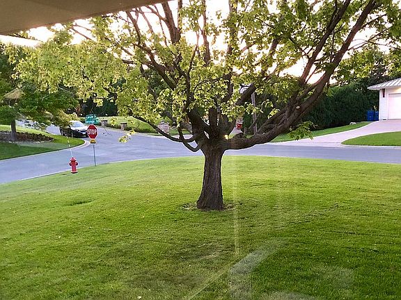 Front Center Lawn (Large)