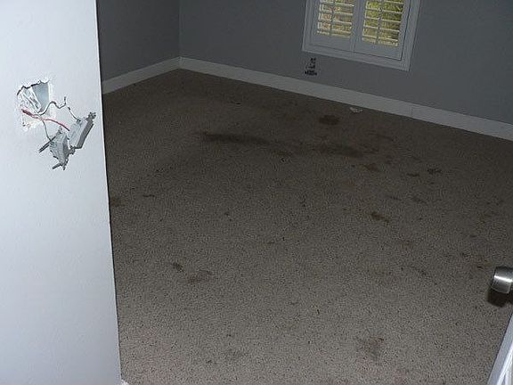 Pet stains on carpeting