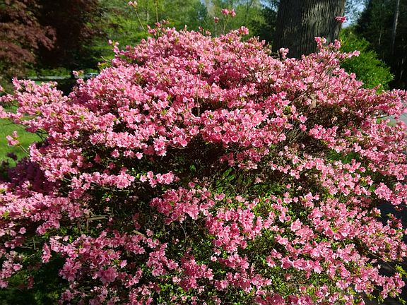 Flowering Bush 2
