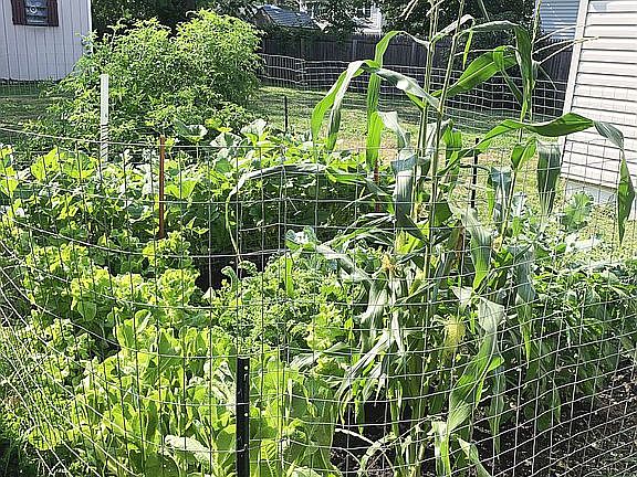 Vegetable Garden