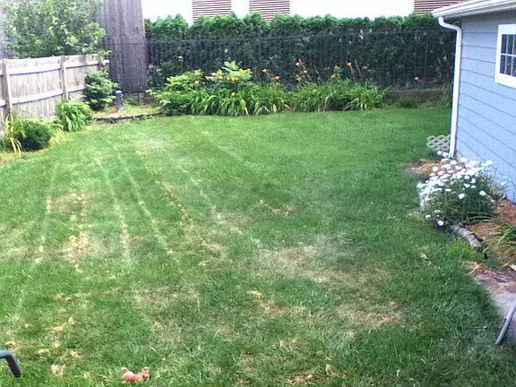 fenced back yard