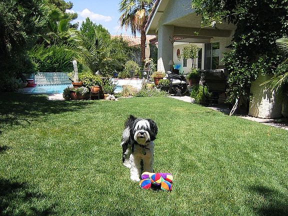 Yard enclosed & safe for pets