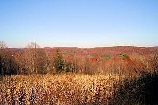 1.3 acre corn field