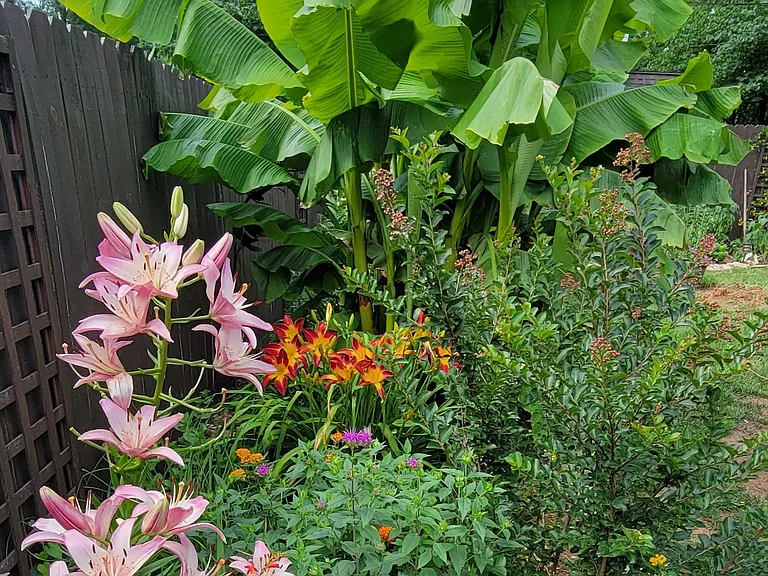 Banana Tree with several different flowing plants