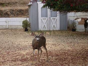 3rd image of 3732 Morningside Dr