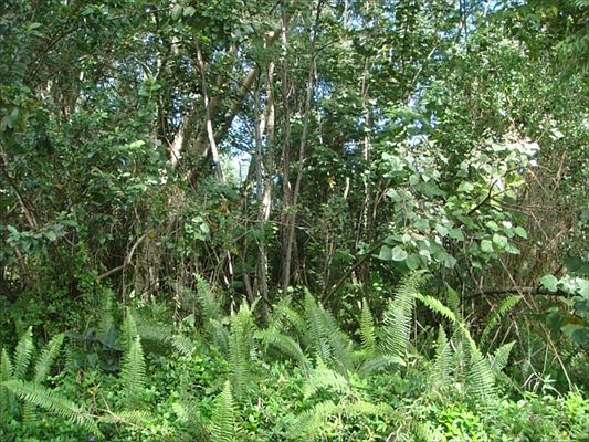 2nd image of Kawakawa St Lot 653