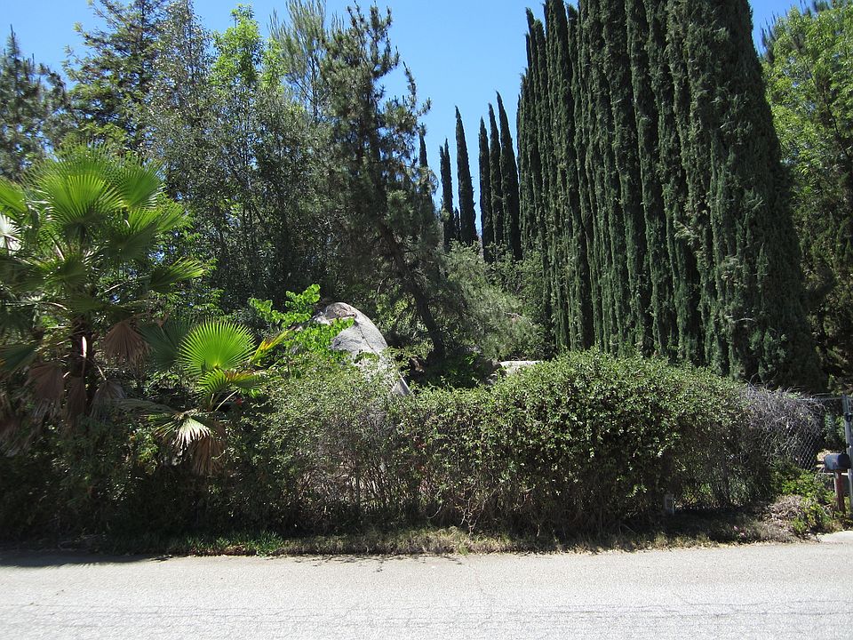 Trees Lining Entrance Drive