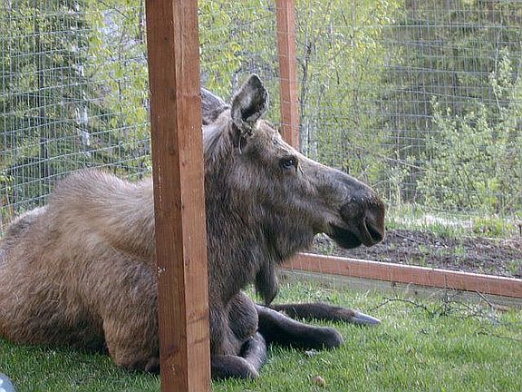 Momma Moose-Natures Neighbor