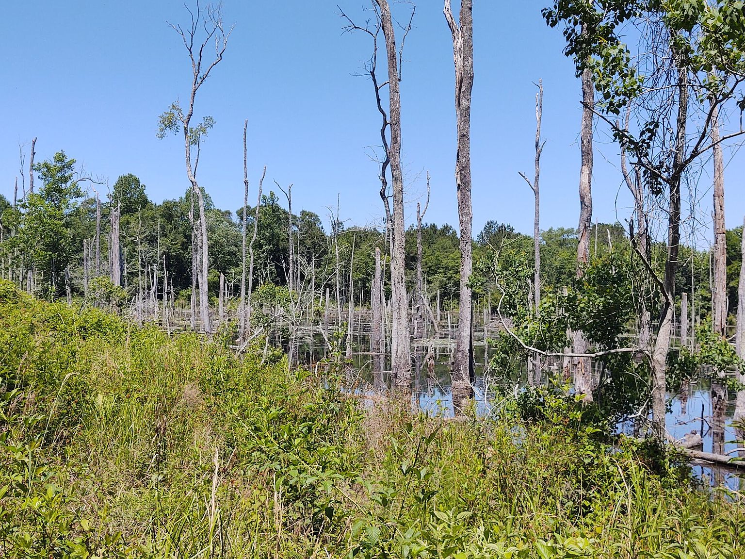 117 Meadow Hill Dr, Poplarville, MS 39470 MLS 4038391 Zillow