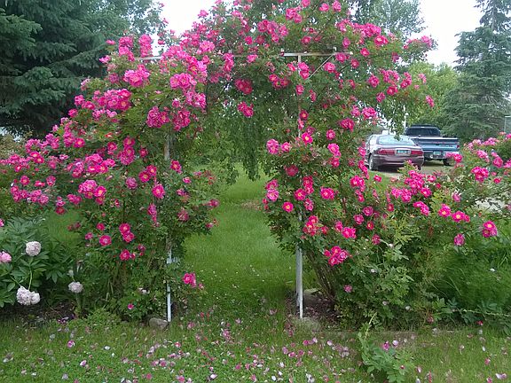Rose Garden