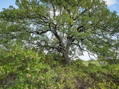 LOT 16 Double B Ranch Rd S, Perrin, TX, 76486