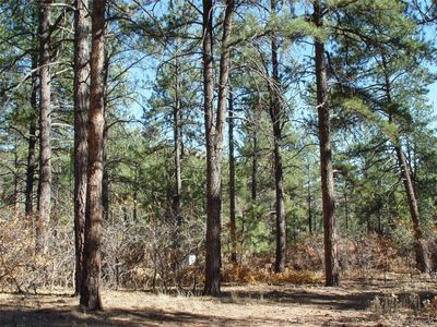636 Poncho Road, Larkspur, CO, 80118