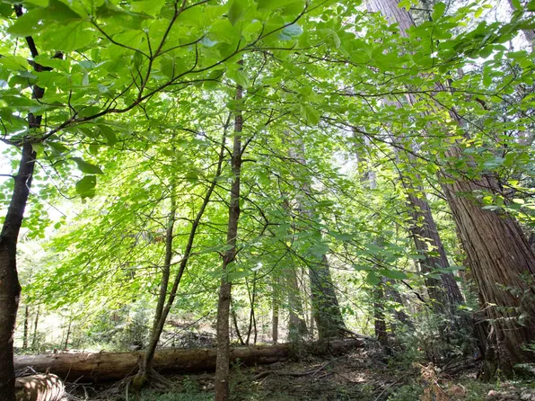 Spring Ct, Pioneer, CA 95666