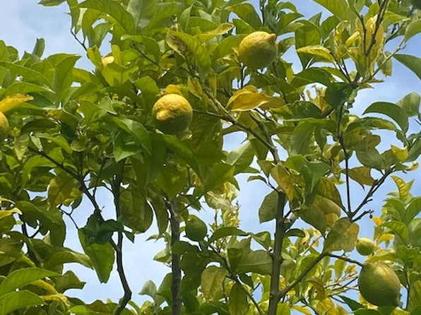 1380 Sevier Ave, Menlo Park, CA 94025