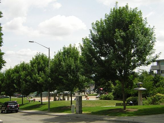 Park in front of the house