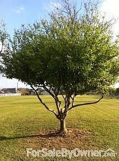 Plentiful satsuma producing tree.