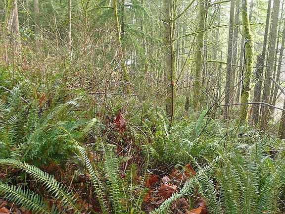 3rd image of 37202 295th Ave SE