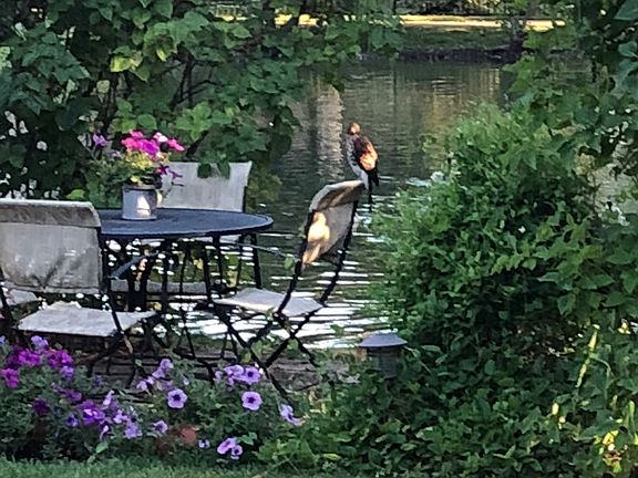 Resident wildlife