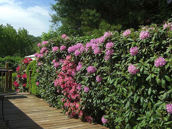 rear deck in bloom