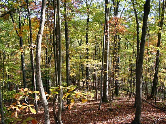 Private wooded lot