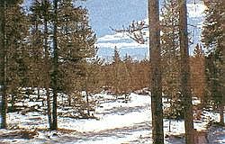 1st image of 409 POLE CREEK Drive #