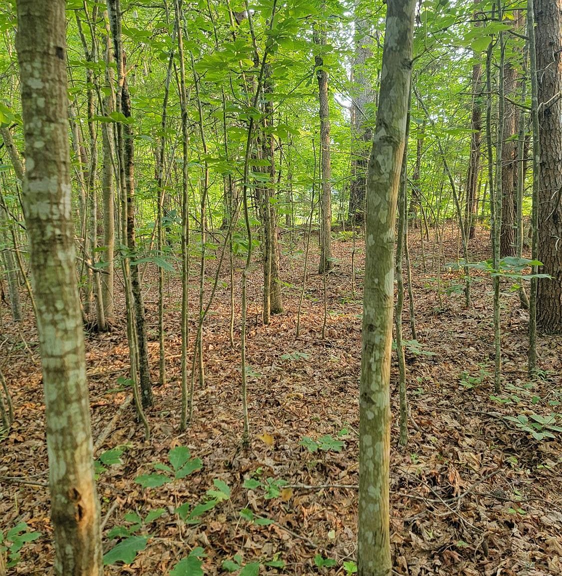 6 Lewis Ford Rd, Brookneal, VA 24528 MLS 344554 Zillow