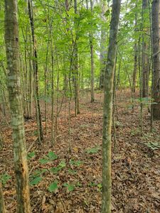 1 Lewis Ford Rd, Brookneal, VA, 24528