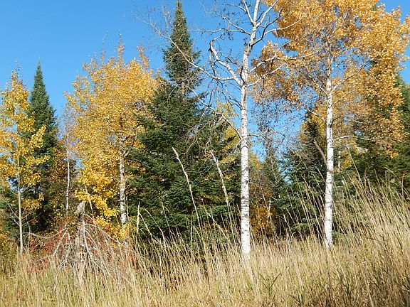 good deer and bear hunting