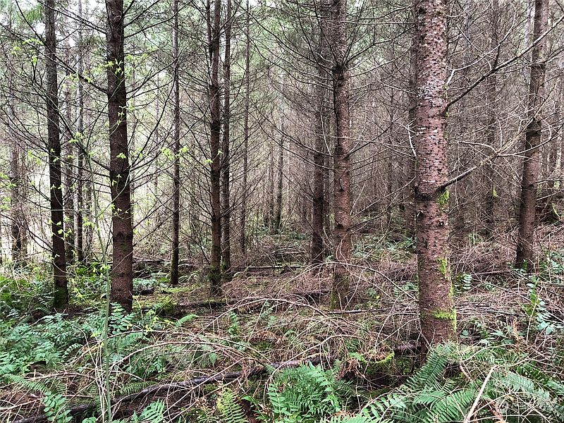 3rd image of 217 XX Thompson Creek Road