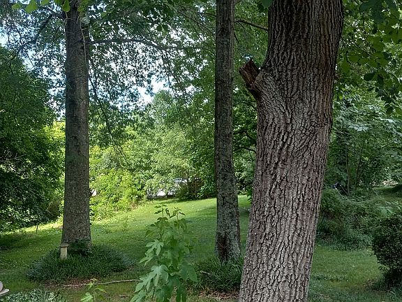 Front Yard