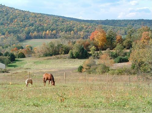 Horses grazing in the pasture.