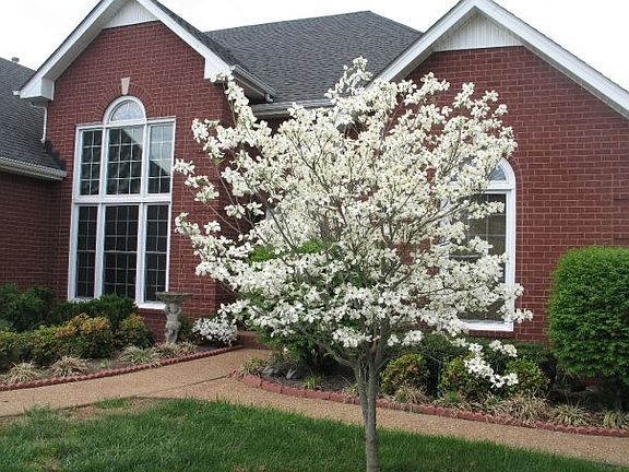 Dogwood Tree