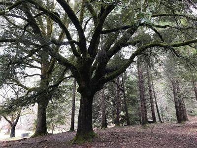 2639 Cheney Creek Rd, Grants Pass, OR, 97527