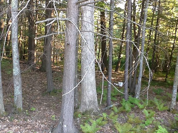 Surrounded by woods-OGT, ME