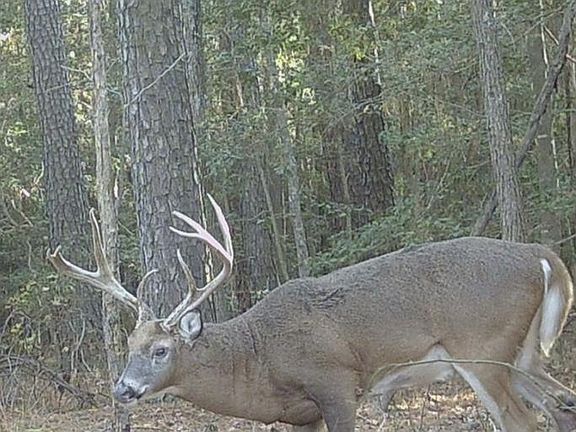 4th image of 30371 Marumsco Rd