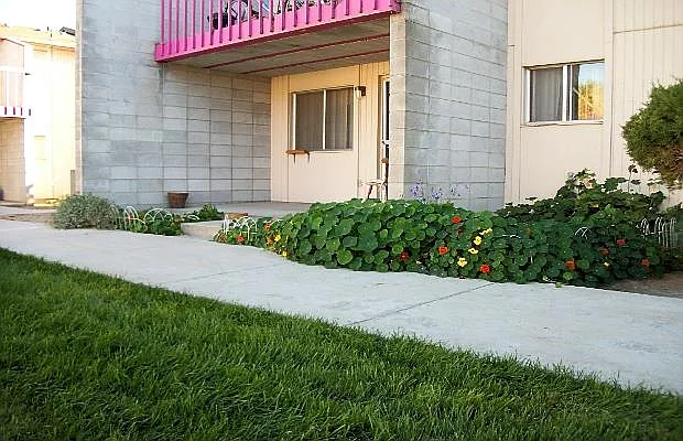 Landscaping near patio