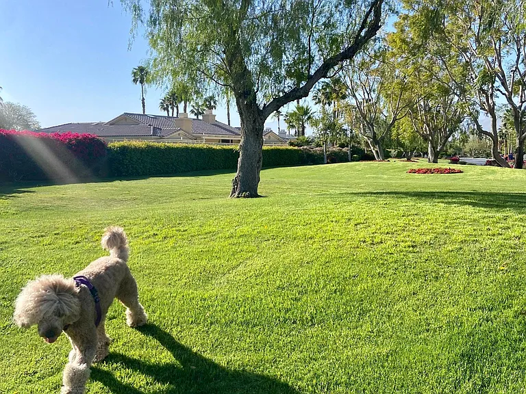 Superb pet walking in pet friendly neighborhood.