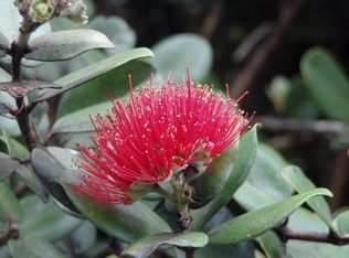 11 3087th #41, Volcano, HI 96785