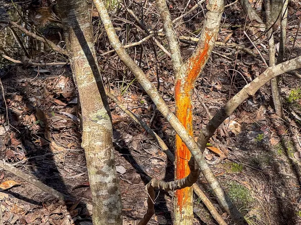 0 County Road 56, Thomasville, AL 36784