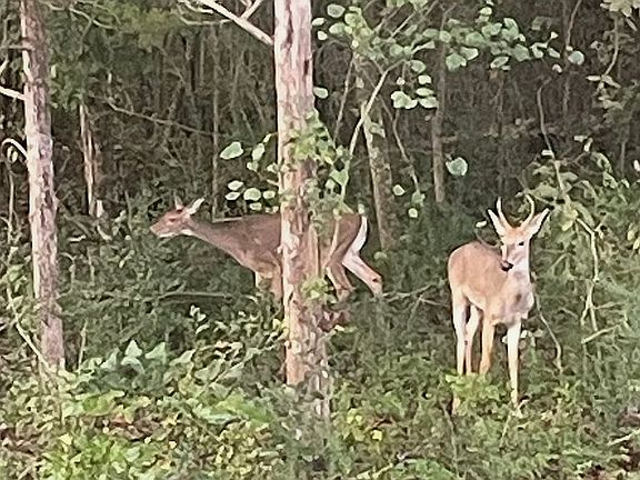 5th image of 959 Cemetery Rd