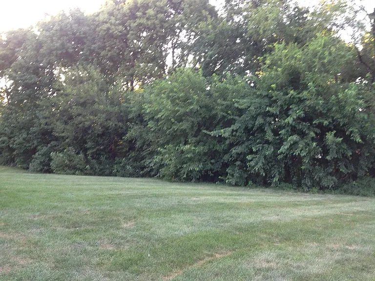 wooded back yard