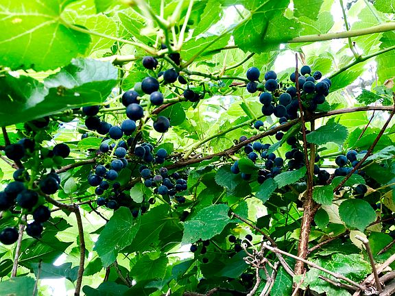 Grape Vines