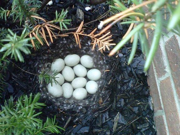 Mallard nest in house-front