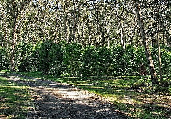 Pick your own coffee and have it roasted locally