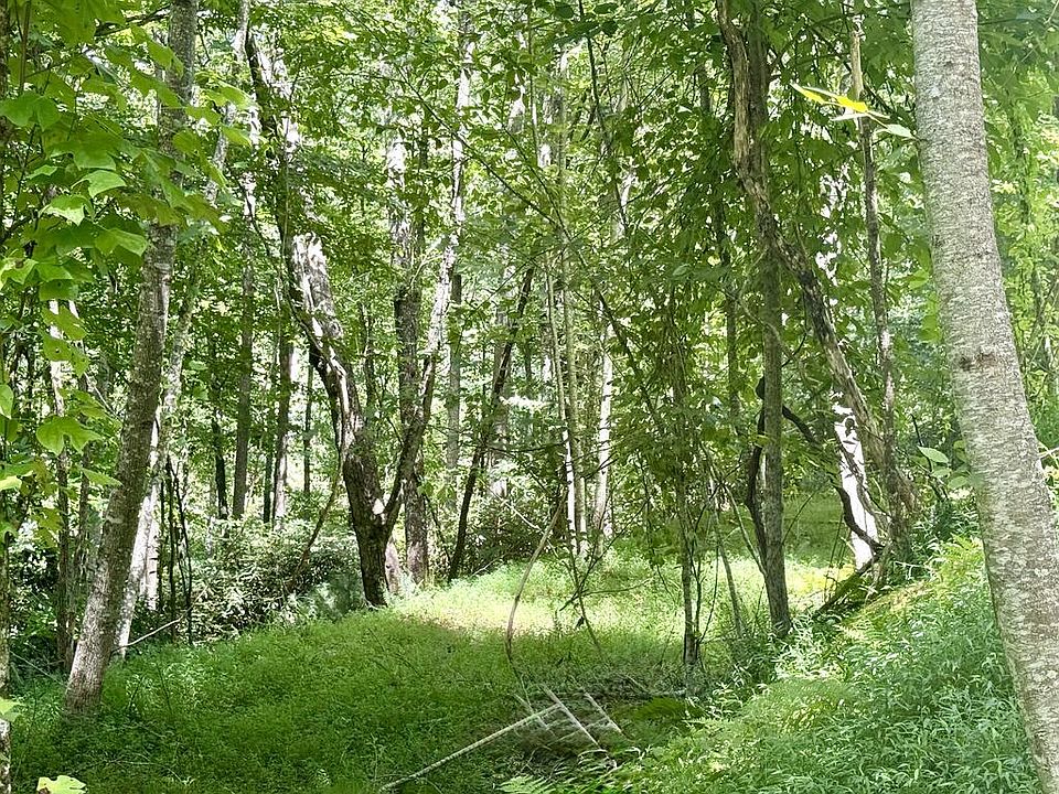 1st image of 7 Wild Laurel