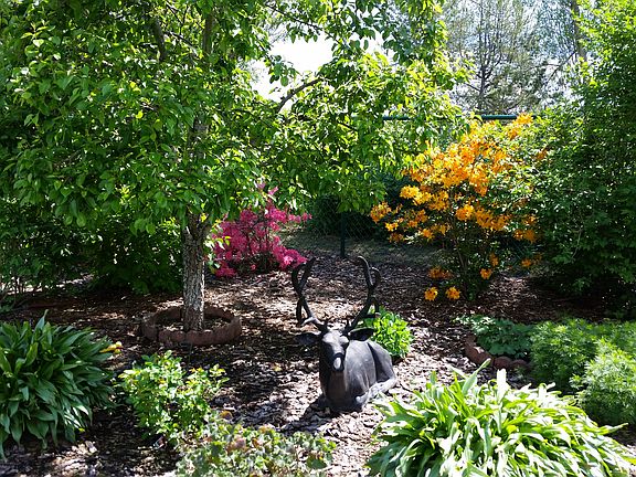 Back pear and 4 azaleas